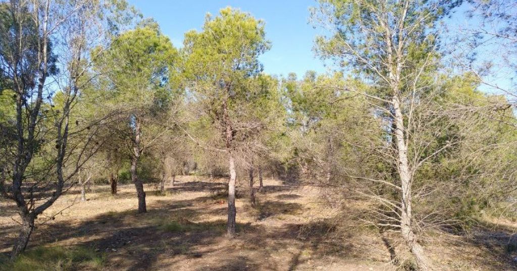  La sierra de Santa Pola se reforestará y se limpiarán las zonas en mal estado