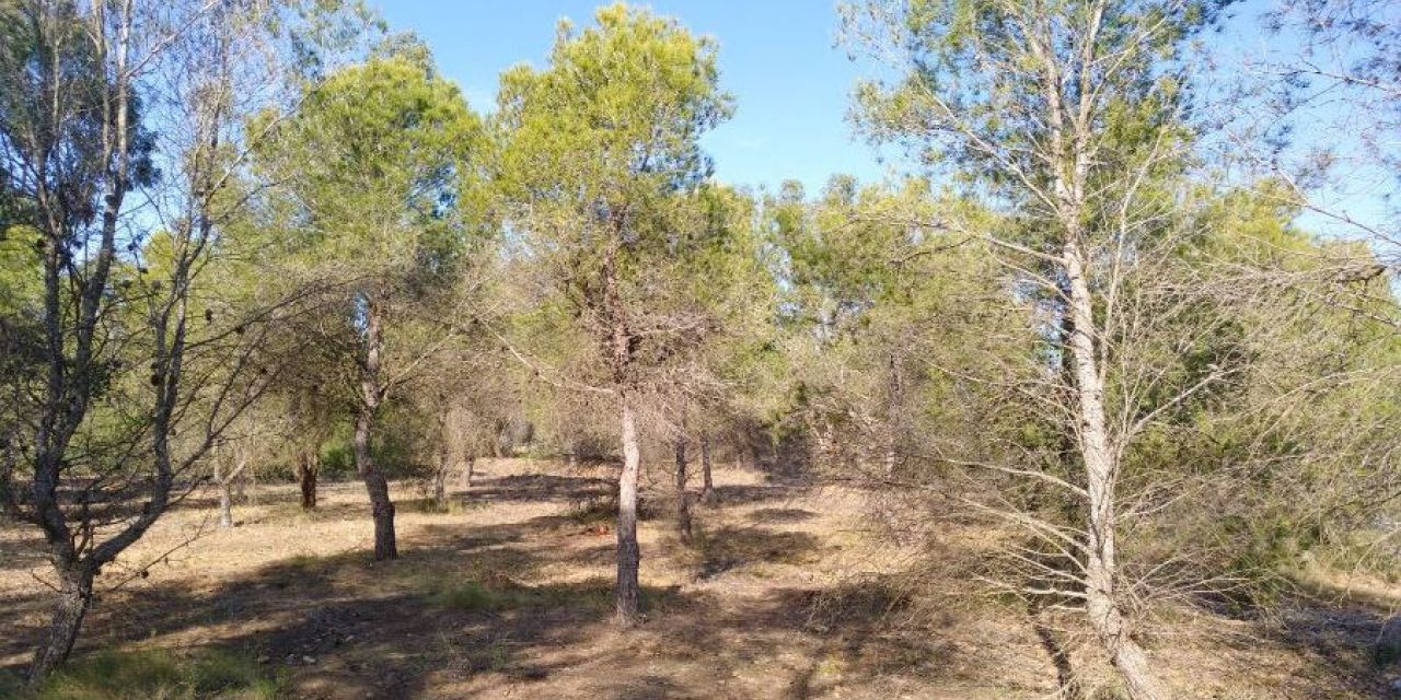  La sierra de Santa Pola se reforestará y se limpiarán las zonas en mal estado