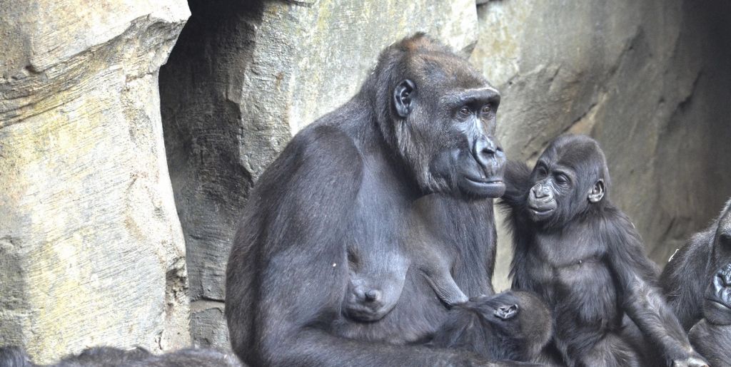  El Bioparc de Valéncia cumple 10 años  con una campaña para salvar murciélagos