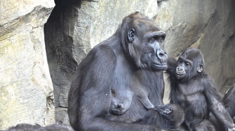 El Bioparc de Valéncia cumple 10 años  con una campaña para salvar murciélagos