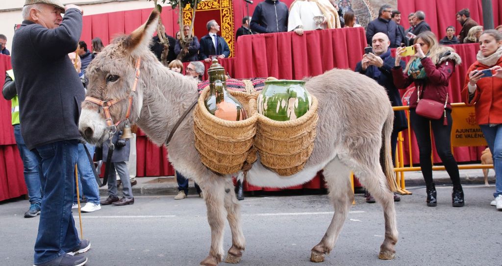  El patrón de los animales, San Antonio Abad, bendice las mascotas de los valencianos 