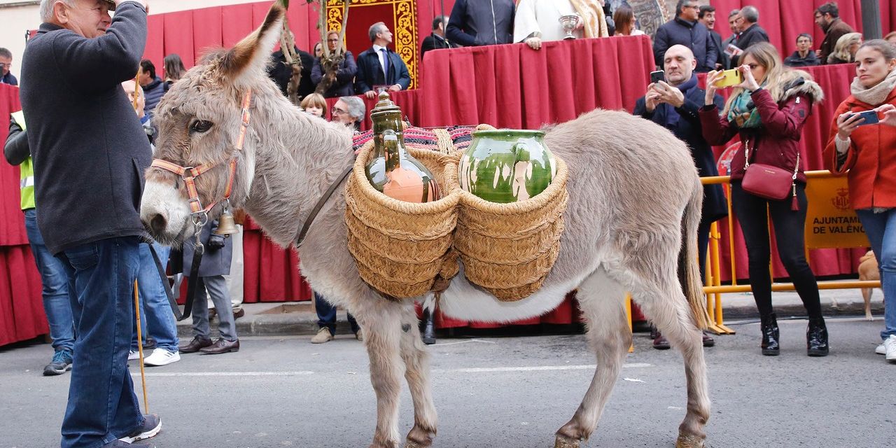  El patrón de los animales, San Antonio Abad, bendice las mascotas de los valencianos 