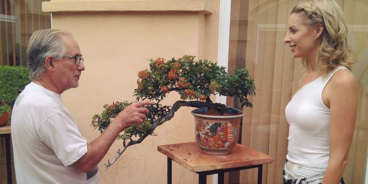  Se amplia la exposición de bonsais en Oliva dado el éxito de visitas