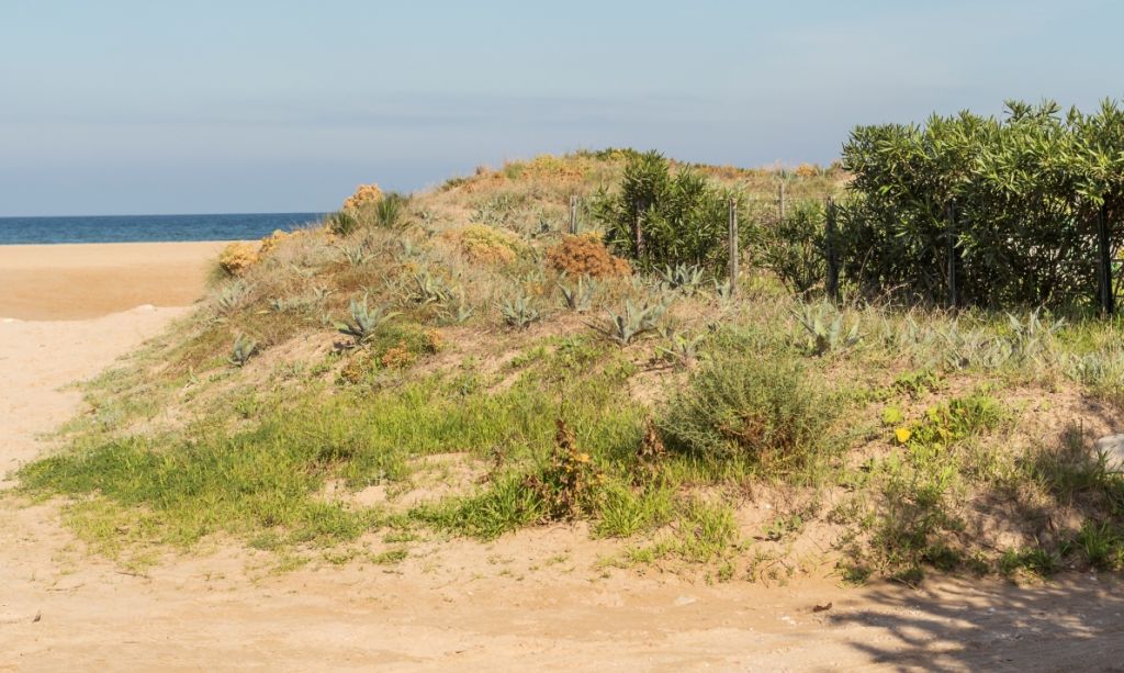  Todas las playas de Oliva mantienen sus altas calificaciones de calidad 