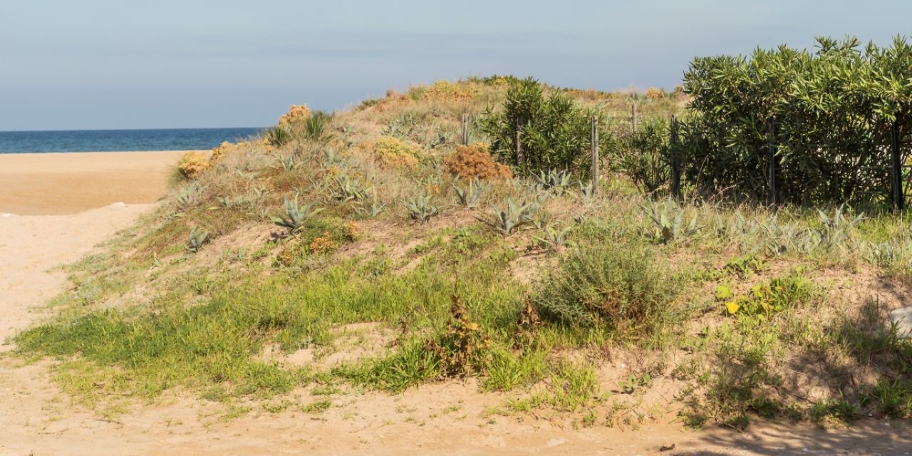  Todas las playas de Oliva mantienen sus altas calificaciones de calidad 