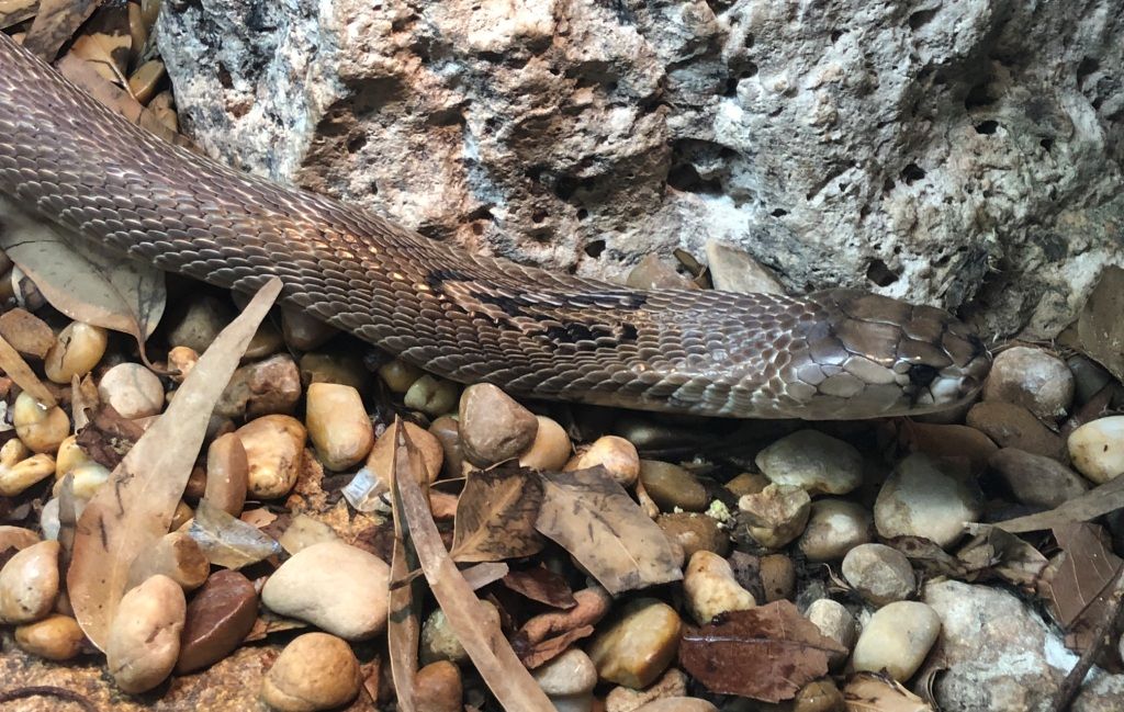  Dos cobras anteojos son las nuevas inquilinas de Terra Natura Benidorm 