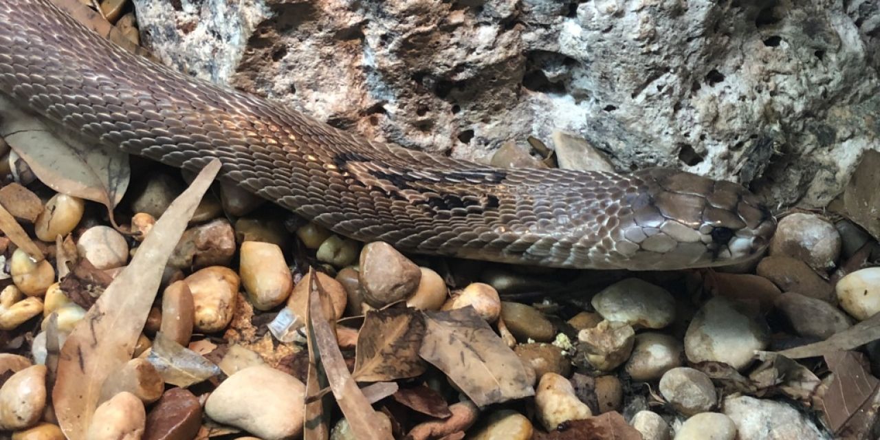  Dos cobras anteojos son las nuevas inquilinas de Terra Natura Benidorm 