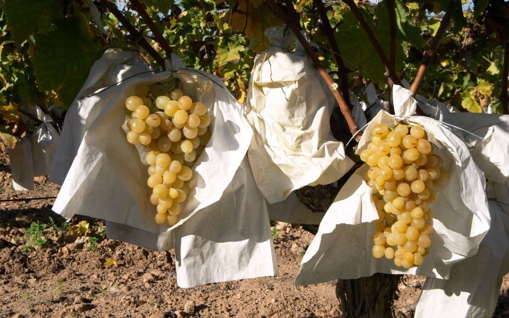 2 de cada 3 uvas que consumimos en Nochevieja proceden del Valle del Vinalopó