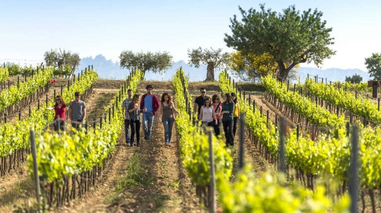 La repercusión del enoturismo en las Rutas del Vino de España aumenta un 20,5% en 2018