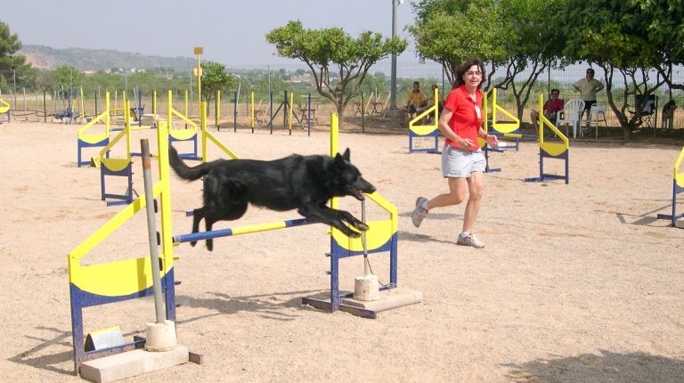 Más de 100 perros participan en el VIII Trofeo de Agilidad Canina Villa de Santa Pola 