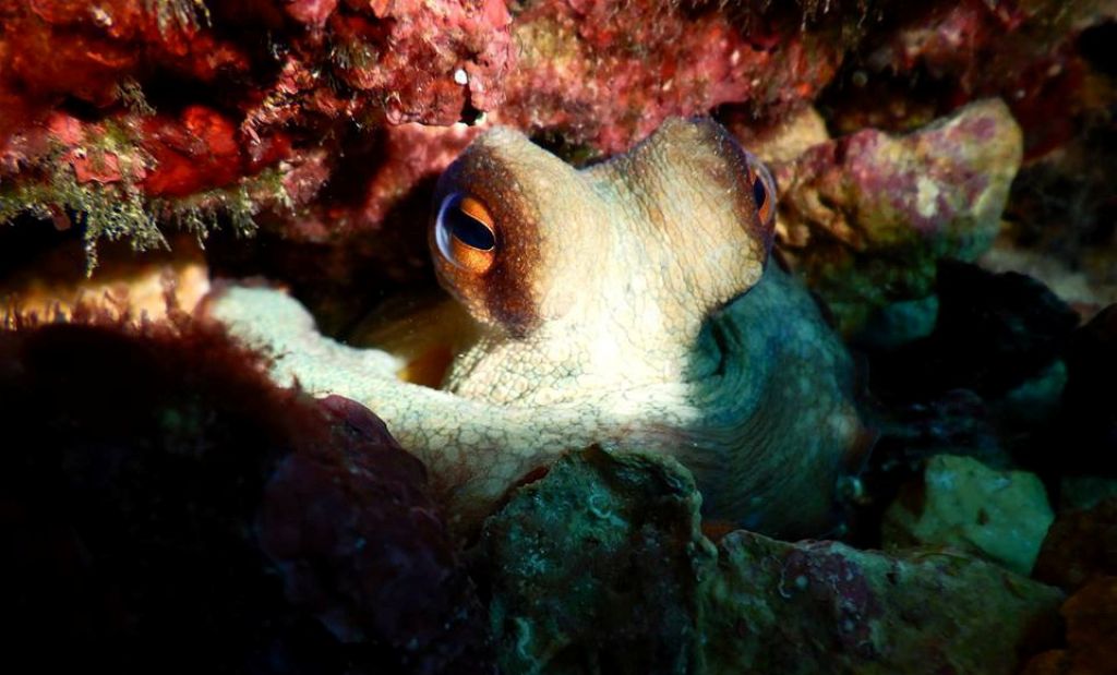  El buceo en Altea como reclamo turístico en Alemania, Reino Unido y Francia