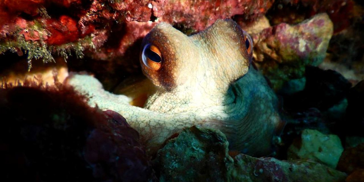  El buceo en Altea como reclamo turístico en Alemania, Reino Unido y Francia