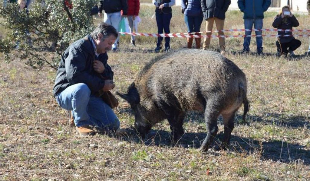  XV Feria de la Trufa y Productos Artesanos en El Toro