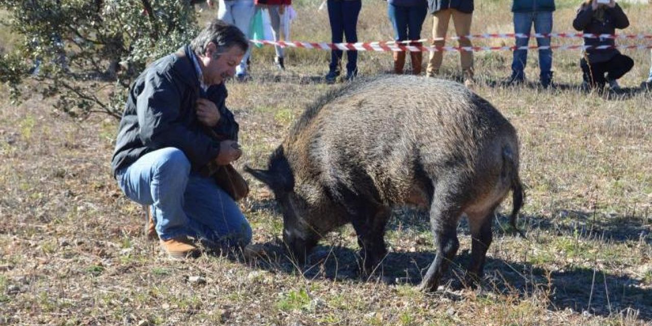  XV Feria de la Trufa y Productos Artesanos en El Toro