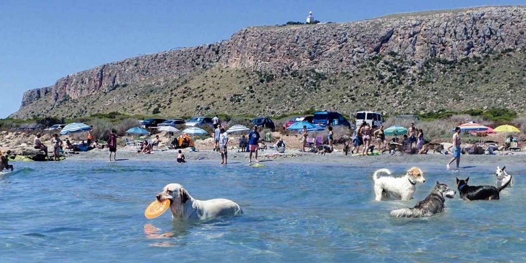  La Caleta dels Gossets de Santa Pola gana el premio Travelguau como mejor destino turístico Pet-Friendly 