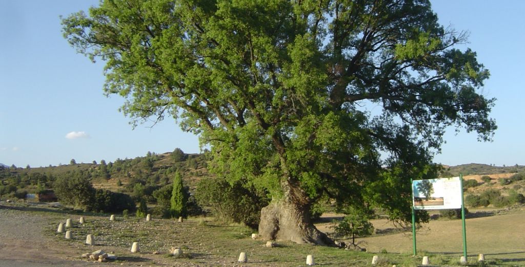  Casi 200 árboles monumentales de Castellón serán protegidos 